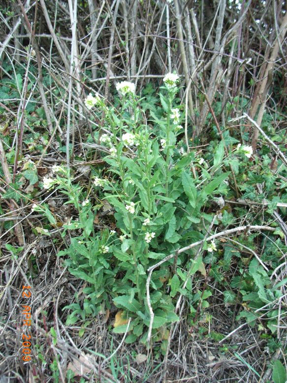 Arabis turrita